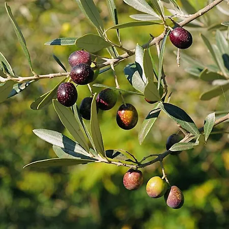 Alloggio per agriturismo Rosy *